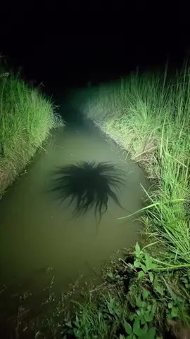 Another new sighting of the Panama alien, known as VenomKin, has surfaced — this time from the other side of the world, in Indonesia. Locals near the outskirts of Jakarta captured footage of a strange creature drifting in a pond. Interestingly, residents there already have their own legend of a similar being called Hantu Air, or ‘Water Spirit’. Could the Panama meteorite alien and Hantu Air actually be the same creature under different names? What do you think? #venom #venomkin #panamaalien #alienfiles 