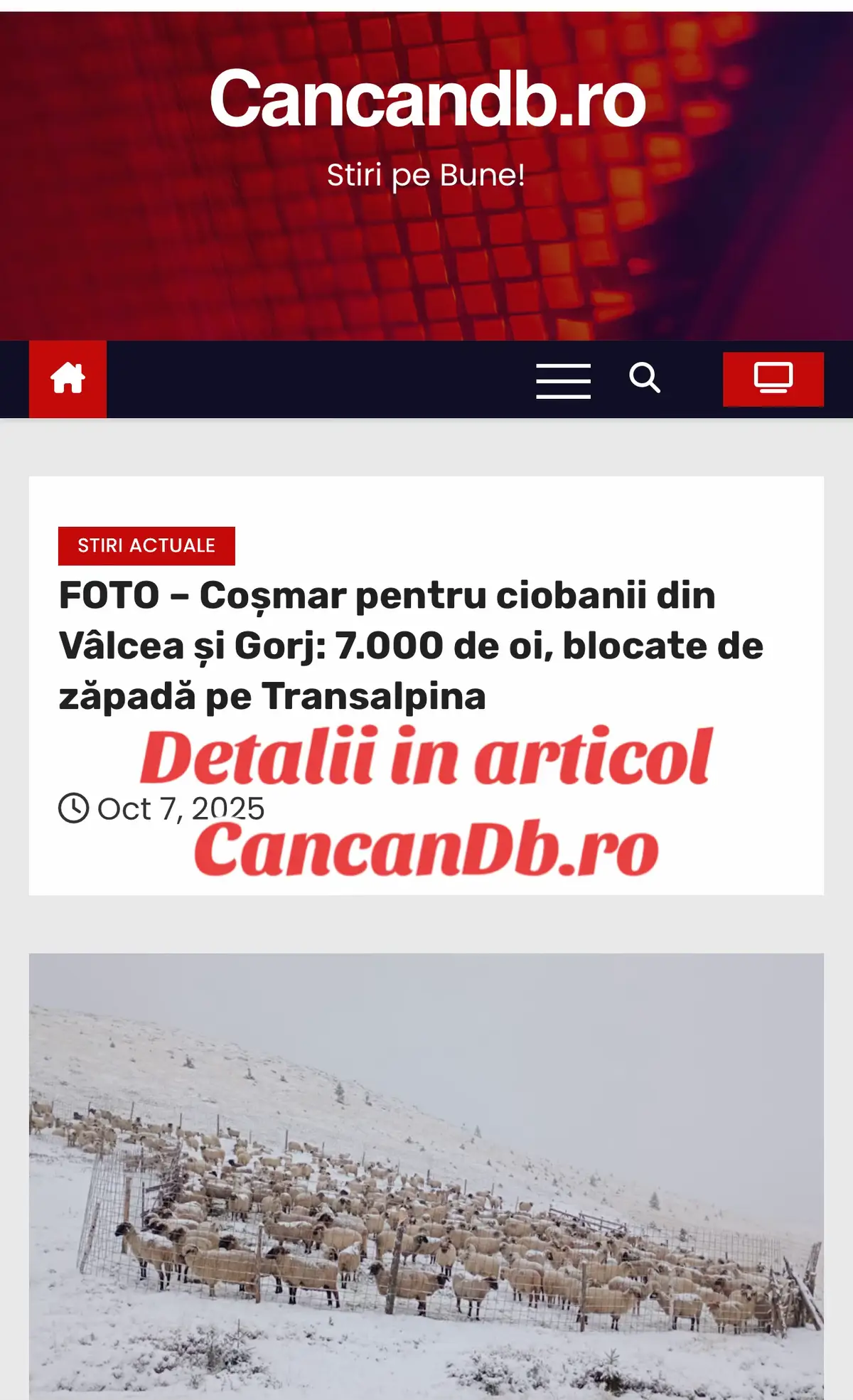 Prima ninsoare zdravănă din acest octombrie i-a prins pe nepregătite pe ciobanii din Vaideeni (Vâlcea) și Novaci (Gorj). În loc să-și coboare liniștiți turmele spre șes, oamenii au rămas captivi la munte, împreună cu cele aproape 7.000 de oi pe care le păstoresc. Totul s-a întâmplat în Munții Parâng, Latoriței și Lotrului, chiar în apropiere de Transalpina, unde stratul gros de zăpadă a blocat atât drumul, cât și cărările bătute de animale. Vineri, în mijlocul ninsorii, oile s-au împrăștiat, incapabile să mai înainteze prin troiene. Disperarea a atins un punct critic în noaptea de vineri spre sâmbătă, când unul dintre ciobani s-a rătăcit în încercarea de a-și strânge turma. Obosit și înghețat, bărbatul a avut nevoie de ajutorul salvamontiștilor din Vâlcea, care l-au găsit după ore întregi de căutări prin viscol. Luni dimineața, păstorii au sunat la 112 și au cerut ajutor oficial. Stratul de zăpadă este atât de mare încât singura soluție pentru a coborî animalele în siguranță ar fi ca utilajele DRDP Craiova să deszăpezească Transalpina, chiar dacă drumul fusese deja închis circulației. Deocamdată, oamenii așteaptă ca autoritățile să se mobilizeze. Dacă vremea nu se îndreaptă rapid, turmele riscă să rămână fără hrană, iar pentru ciobani, începutul de toamnă s-a transformat într-un adevărat test de rezistență.