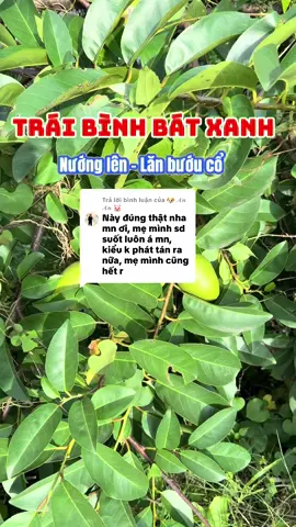 Trả lời @🐶 𝓐𝓷 𝓐𝓷 🐷 cảm ơn bình luận của bạn An ❤️ nên ai bị bướu cổ thì kiếm trái này dùng thử nha mn #hieuthaoduoc #thaoduoc #thaoduocthiennhien #baithuocdangiantainha #traibinhbat 