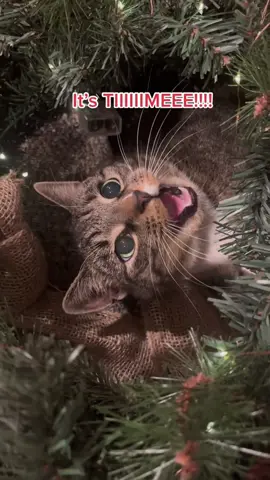 Cats and chrismas trees#funnycats #funnyanimals #petvideos #cat #catsoftiktok #fyp #usa #longervideos