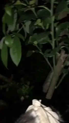 pas malem sekitar jam 11 ada suara ketuk
