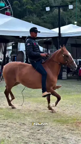 ULTIMADA HFJ 50% (Jogo de Alcateia x Itália do Faraco) 💥Apresentação do animais do Leilão Le Canton  #inovamarchador #mangalargamarchador #cavalo #marcha #portalmarchador 