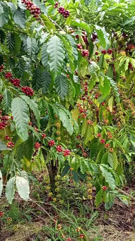 công việc vẫn thế mỗi ngày sẽ cho riêng mình một niềm vui 
