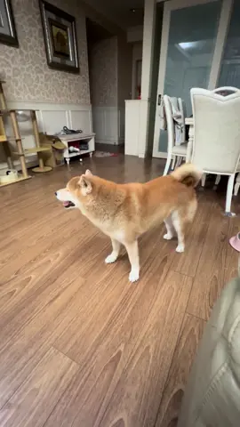 愛講話的狗勾🐶