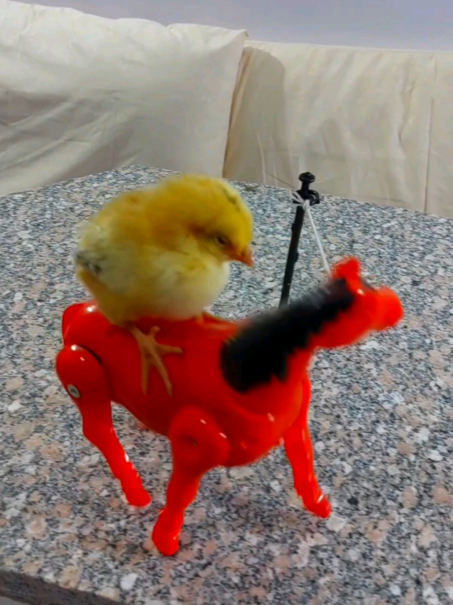 You'll Laugh Nonstop! Baby Chick Riding a Horse Like a Pro #FunnyAnimals #funny_chick #BabyChick #FunnyChick #VirallnUSA