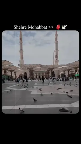 wo shehry mohabat ❣️🤍🥀#muhammadصَلَّى_اللّٰهُ_عَلَيْهِ_وَسَلَّم #madina #islamic_video #viraltiktok #creatorsearchinsights 