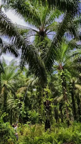 #fyp #sawittiktok🌴 #masukberandafyp #foryou #fyppppppppppppppppppppppp 