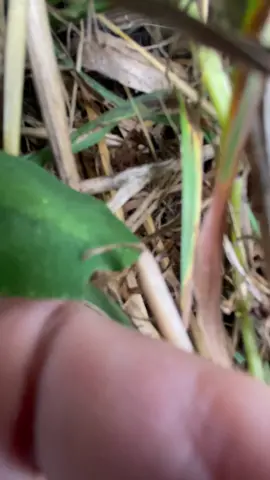 october is hard but at least there's beautiful pastures and cows that like only me and lynard skynard