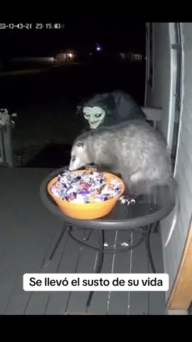 💀💀💀 Vía / @bouncebreakprotocol 