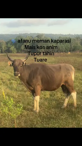 #fypppppppppppppppppppppppppppppp anim tupur tahin tuare 