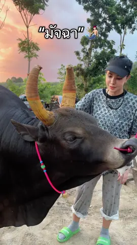 ลูกบ่าวหัวหิ้งพี่มิ้นท์เลย“มัจฉา”🧜🏻‍♂️💙#มัจฉาวัวพี่มิ้นท์ #มิ้นท์เอ็มม่า #ค่ายโคเอ็มม่า #วัวประกวดพันธ์ไทยสวยงาม🐂💕 #วัวดังภาคใต้ 