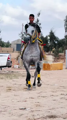 #نادي_شهداء_بدر_للفروسية_مصراته🇱🇾 #ربي_ايبارك_ارزاق_الجميع_انشاء_الله👌 #الرقم_الصعب🔥👑 #نادي_الجهاد #الجواد_الدوفان 