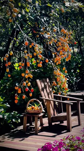 Một sớm mai trời đẹp #persimmon #đàlạt #chillvibes #café #nhacchill 