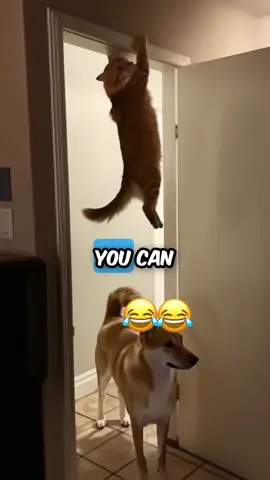 #funnyvideo #talkingdog #talkingcat #voiceover #animalsoftiktok 