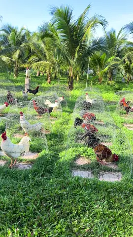 Góc phơi nắng của mấy cục vàng 🥰