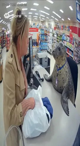 lady needs to chill out. #seal #seals #ai