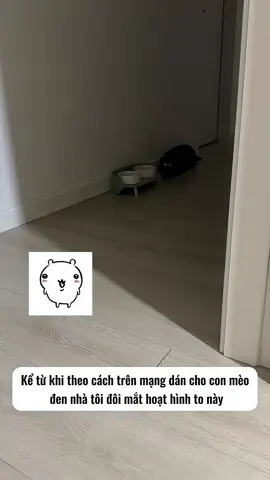 Dán mắt định vị Mèo 