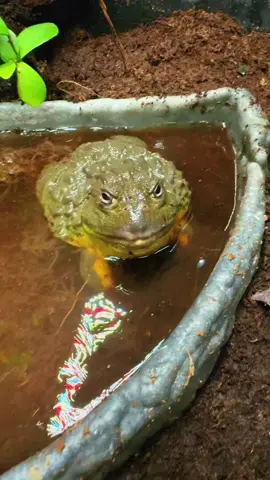 Big mac was not pleased  #funny #frog #pet #viral 