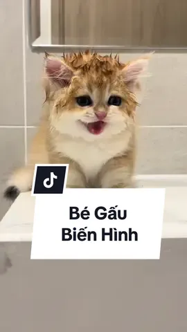 3 Phút thay đổi của em Gấu #cat #MèoTênMỡ #meocam #catlover #meogolden 