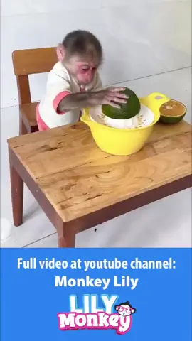 Monkey bibi latest video #babymonkey #cutebaby #monkey #animal #monkeydluffy 