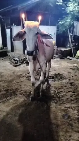 #သီတင်းကျွတ်ညလေးတစ်ည😜😜 😍😍နွားဝါသနာရှင်များ