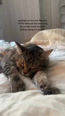 she makes the DAINTIEST lil biscuits 🥺 #kittycat 