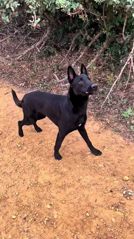 #tunisia🇹🇳 #malinoistunisie #malinoischarbonné #boyka #stella 