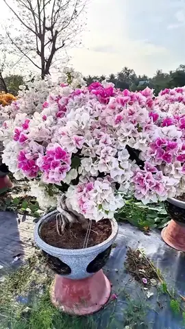 Hoa giấy hồng gân  Bougainvillea #bonsai #caycanh #bonsaihoagiay #bougainvillea #hoagiay @PT Bonsai Hoa Giấy @PT Bonsai Hoa Giấy @PT Bonsai Hoa Giấy 
