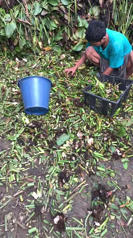 မှိုရုံ စပြီးတော့ စိုက်နေပါပြီ #ကောက်ရိုးမှိုစိုက်ပျိုးရေး ☺️☺️