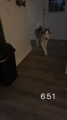 Just another morning with Shadow 😂 #enjoy #huskylife #huskiesoftiktok #fyp #huskymom 