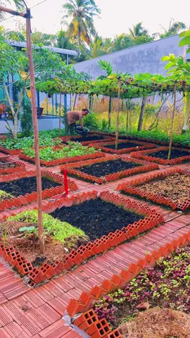 #cuocsongthuongngay #suhuongtiktok #anvuimoingay #khuvuonnhonho #anvuimoingay 