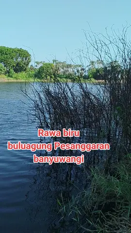 lagu banyuwangi Gending osing banyuwangi catur arum#lagubanyuwangi#caturarum#fypppppppppppppppppppppp#algoritmatiktok#rawabiru 