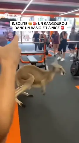 INSOLITE 🤯: Un Kangourou, récemment échappé du Zoo du multiverse, a été attiré par le repas d’un sportif, apparement plus préoccuper par son burger que par l’animal. Il s’est enfuit paniquer par les cris autour de lui, le kangourou est activement recherché afin d’être remis au Zoo #pourtoi #fyp #nice #basicfit #kangourou 