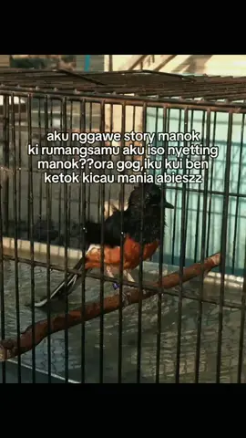 😫#fyp #kicaumania #muraibatuindonesia 