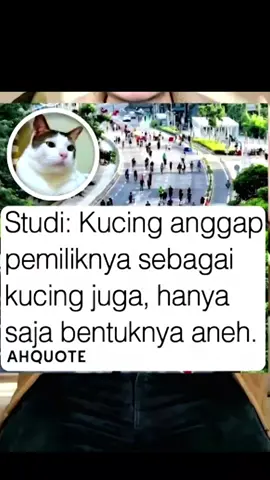 Kadang Mao2 tuh suka mikir… kalau Papa jadi kucing bakal kayak gimana ya 😹 Papa udah cocok sih, sering pakai baju putih, tinggal matanya aja belum biru 🩵 Makanya Mao2 pesenin softlens  Jelly Pop Ocean Blue  dari Sosiolook  @sosiolook  Biar matanya jadi kayak kucing putih dalam bayangan Mao2 🐈‍⬛💙 Softlens-nya tipis, nyaman banget, made in Korea, dan udah approved Kemenkes RI ✅ Papa jadi makin ganteng, Mao2 jadi makin sayang  🥹💙💙 #sosiolook #sosiolooksoftlens #softlenskorea  #maomaothebritish #mikaelyuriadi 