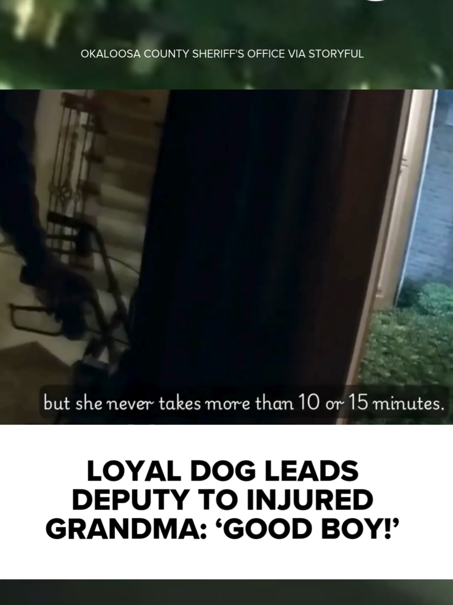 A loyal dog led a sheriff's deputy to his owner's mother, after she had a fall while out walking. Footage released by the Okaloosa County Sheriff's Office in Florida shows a deputy responding to a call from a husband concerned about his missing wife. 