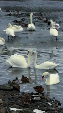 #swan #백조 #일상 #사랑해 #귀여워 