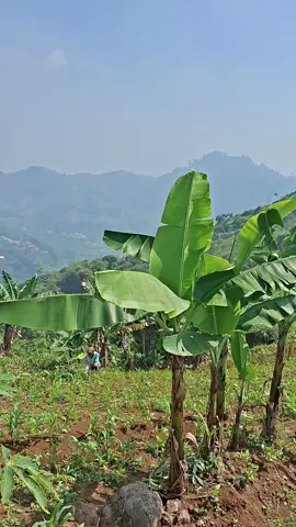 dulu setiap ada kebun jagung rasanya pingin metik aja walau punya orang 😁 #natural #explore 