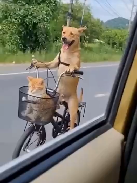 ปั่นจักรยานกันฮะ.... 55++ #cutedog #fypシ゚viral #ai #Vlog #ข่าวtiktok