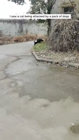 Girl rescued a poor cat from dogs attack and then #animals #rescueanimals #animalsoftiktok #animallover #cat 