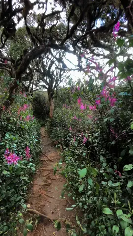 හෝර්ටන් තැන්නේ නෙලු මල් වසන්තය 🥹🪻 #hortonplainsnationalpark #neluflowers #hortonplains #srilanka #nature 