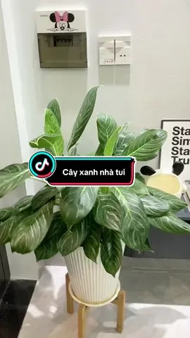 Từ khi có nhà riêng em thành ra con mê cây lắm các bác ạ#dailyvlog #cuocsongthuongngay #nhacuatui #mebongca#xaykenhtiktok 