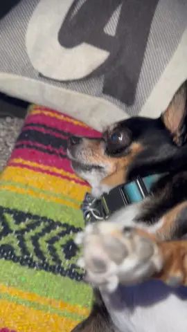 For the ppl that get upset about his collar- here’s your sign. Was trying to change the battery on the GPS. #chiweenie #dogsoftiktok #spicy #crazy #doglife