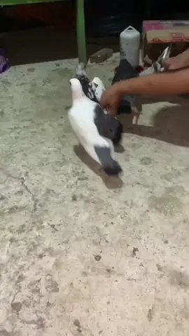 Anak salju baru rampas + baru cabut terus monggo yg filingg bisa dm aja 