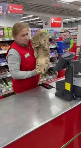 Зачем они пытаются продать кота?  #кот #пятёрочка #прикол #нейросеть #нейромастерская #snezhananeurostyle 