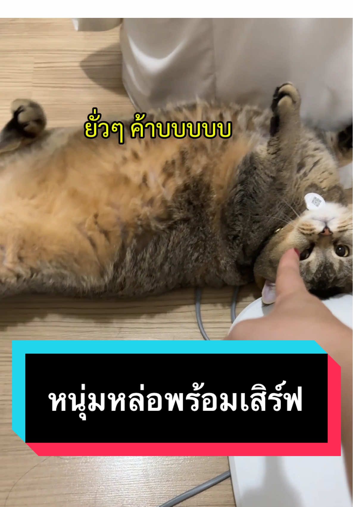หนุ่มหล่อขี้อ้อนคนนี้พร้อมเสิร์ฟค้าบ 😎 #มู้ดดี้แมวแสบ #แมวน่ารัก #แมวอ้วน #สวนสัตว์tiktok #cat 