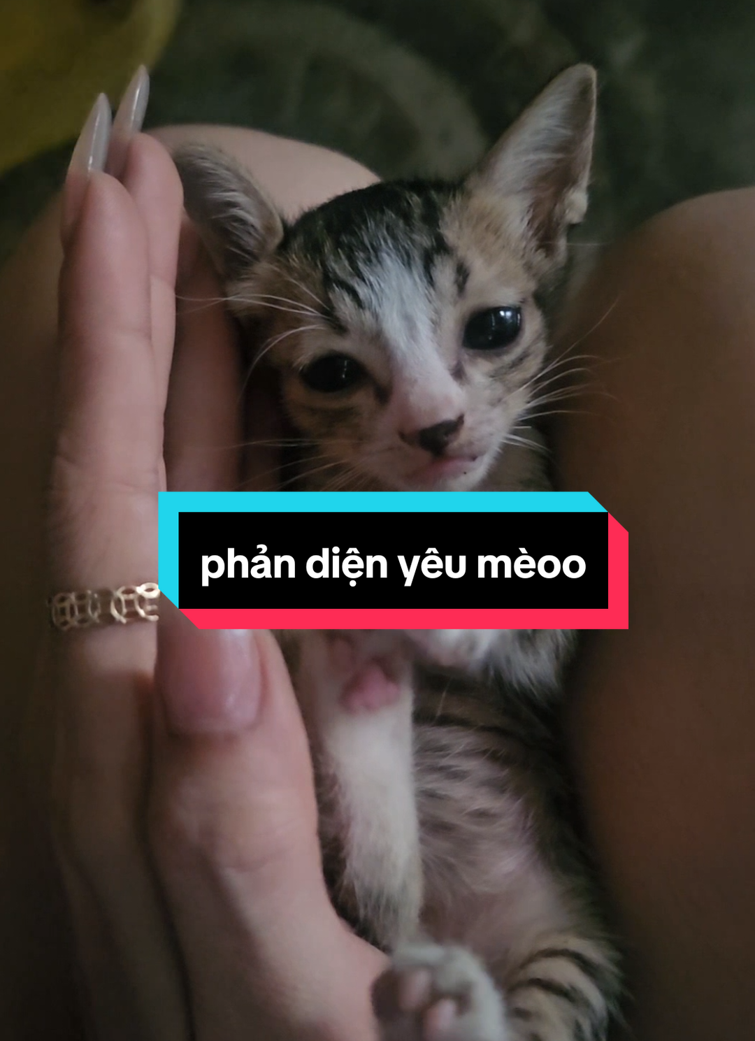 Phản diện nhưng iu meow :) #viralvideo #nekochan #VoiceEffects #yumerry #fyp 