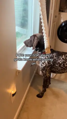 #germanshorthairedpointer #gspsoftiktok #velcrodog #dogmom #dogsoftiktok 