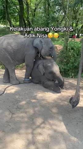 Yongki aja gemas sama adiknya wkwk #gajahviral #gajahlucu #bayigajah #gajahcore #waykambas 
