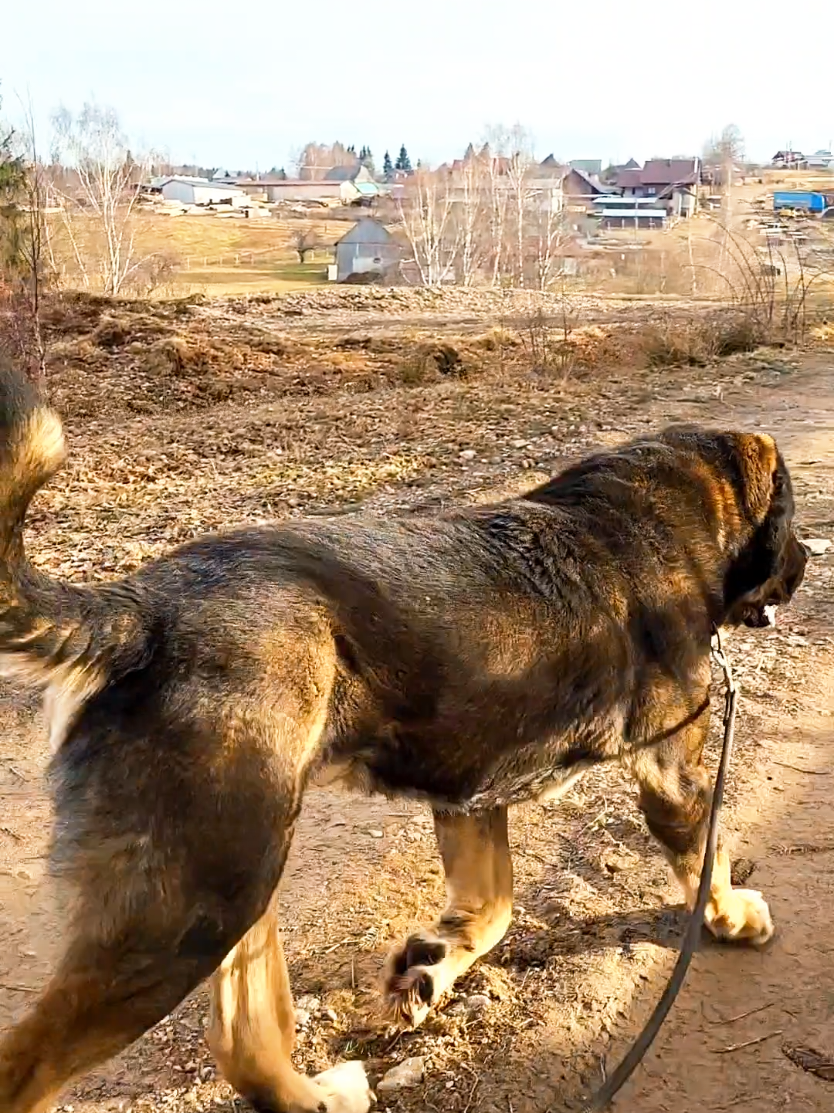 #ciobanescdeasiacentrala #centralasianshepherd #tiktokalgorithm #strongdog #fouryoupage_tiktok 